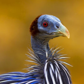image - Pintade vulturine