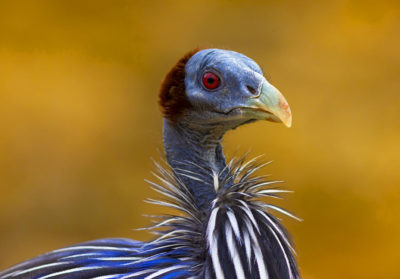 Portrait d'une pintade vulturine
