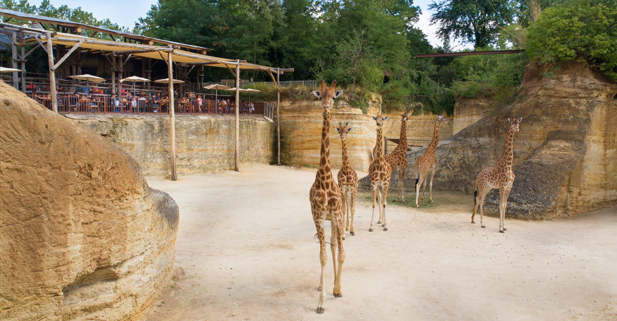 Les girafes devant la terrasse du restaurant