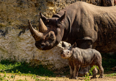 Une mère rhino et son petit