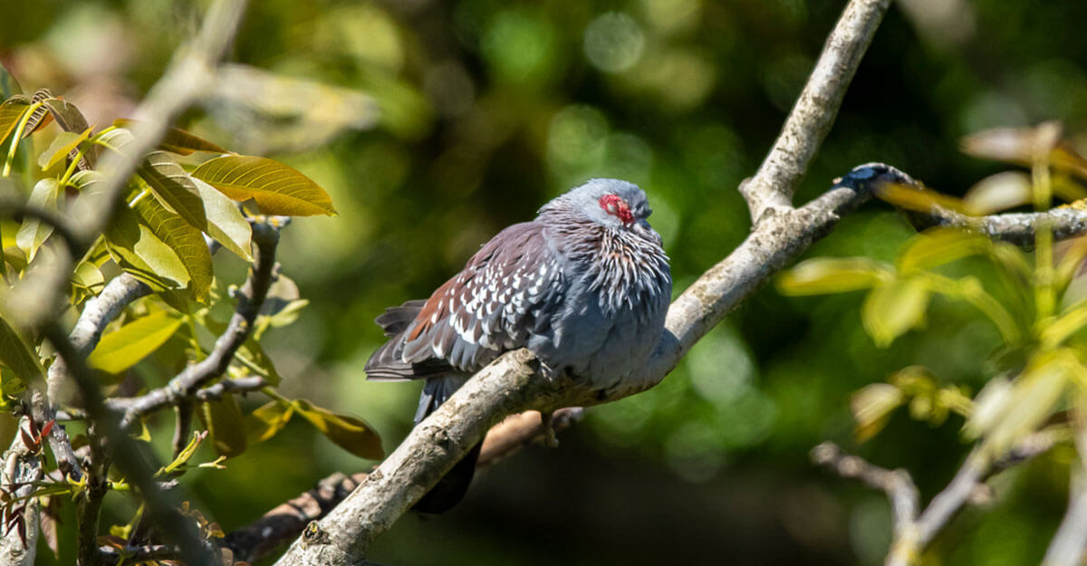 pigeon de Guinée dormant sur une branche