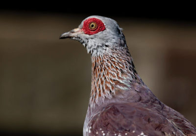 Portrait d'un pigeon de Guinée