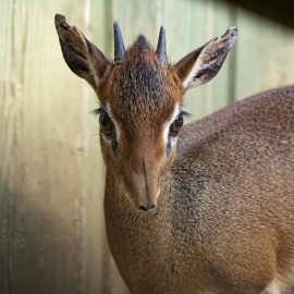 image - Dik-dik de Kirk
