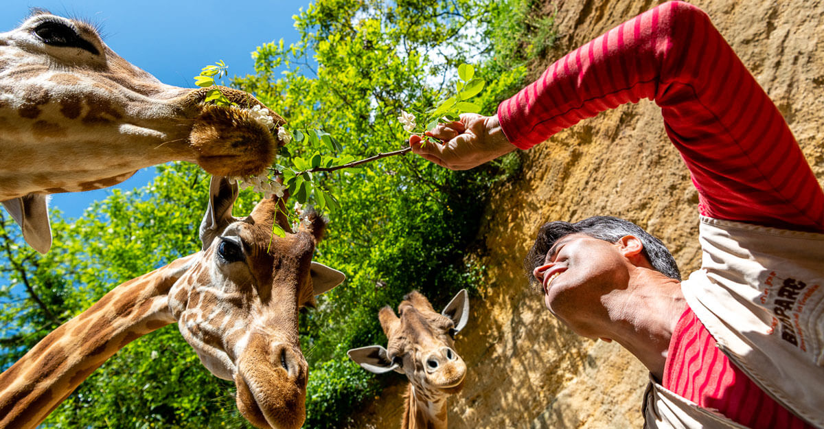 Visiteur nourrissant les girafes