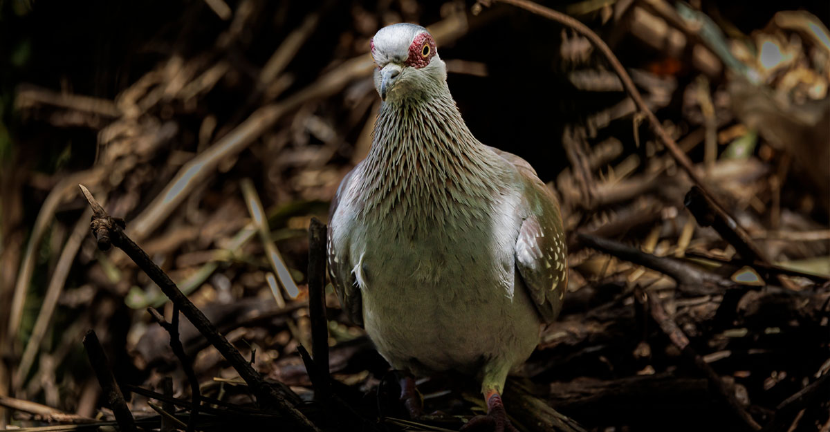 Un pigeon de Guinée dans un nid