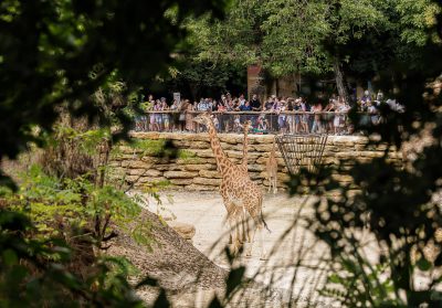 Vue sur le camp des girafes au moment de l'animation