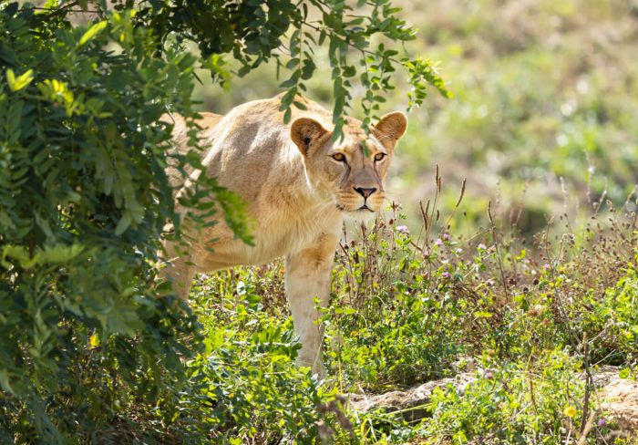 Lionne qui marche dans l'herbe