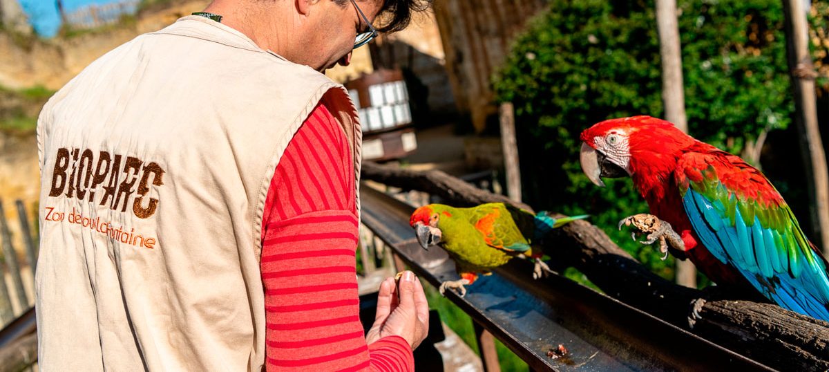 Un homme nourrissant des perroquets