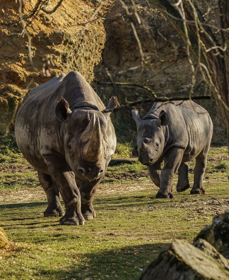 BLACK RHINOCEROS-149